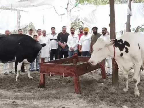 पशु मेले में विजेता गाय चन्नो