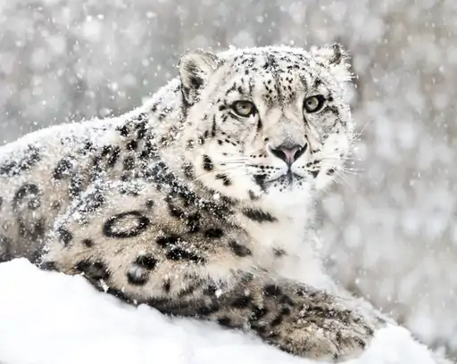 लद्दाख के ऊंचे इलाकों में हिम तेंदुआ (Snow Leopard)