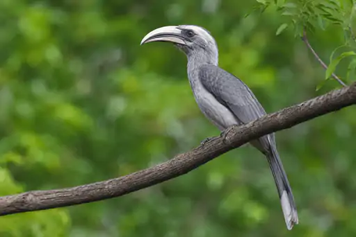 'ग्रे हॉर्नबिल