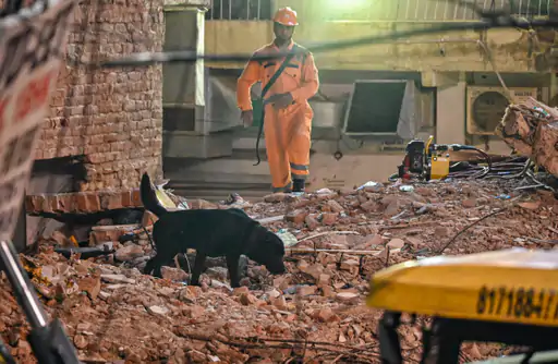 SNIFER DOG HELP TO RESCUE PEOPLE
